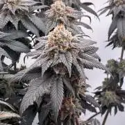 3 Cherry Poppers, mainlining,