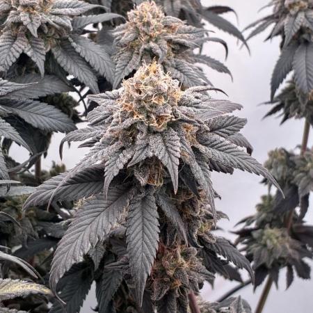 3 Cherry Poppers, mainlining,