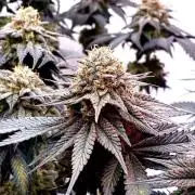 3 Cherry Poppers, mainlining,