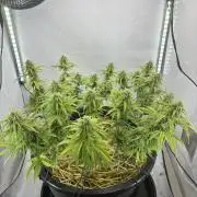 Tropicanna Poison F1 FF Mainline