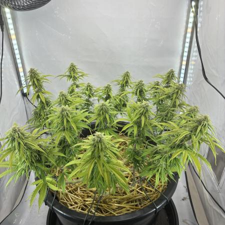 Tropicanna Poison F1 FF Mainline