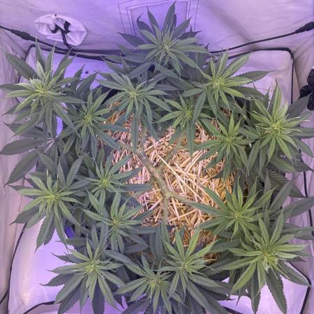 Tropicanna Poison F1 FF Mainline