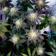 3 Cherry Poppers, mainlining,