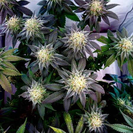 3 Cherry Poppers, mainlining,