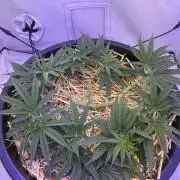 Tropicanna Poison F1 FF Mainline