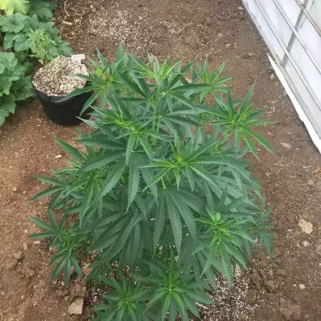 Gorilla bomb