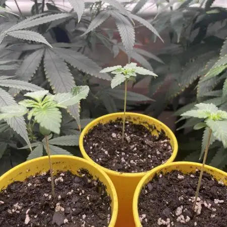 Super Sativa Seed Club - Tester A