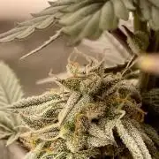 Cherry Poppers - Round #2