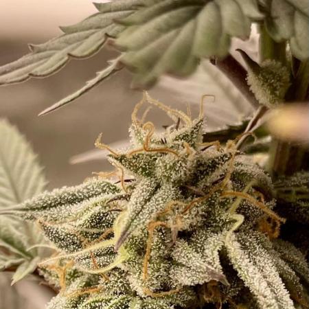 Cherry Poppers - Round #2