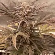 Lemon Orange - Second Grow (To Top or Not?)