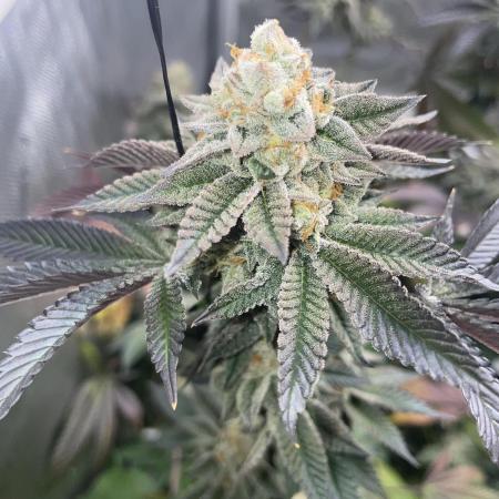 Second Grow - Baby Yoda
