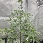 Super Sativa Seed Club - Tester A