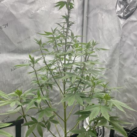 Super Sativa Seed Club - Tester A