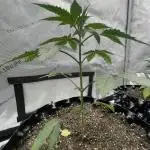 Super Sativa Seed Club - Tester A
