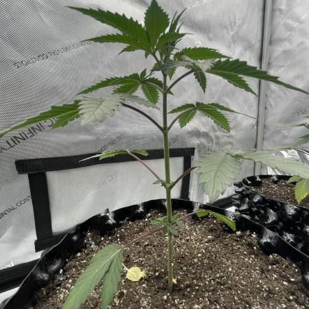 Super Sativa Seed Club - Tester A