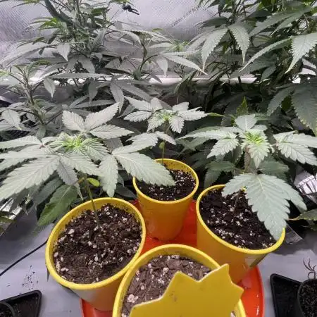 Super Sativa Seed Club - Tester A