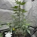 Super Sativa Seed Club - Tester A