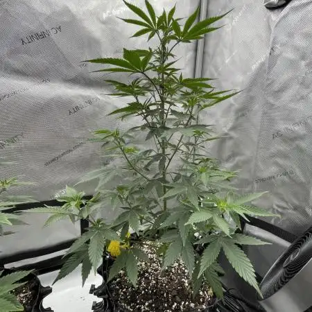 Super Sativa Seed Club - Tester A