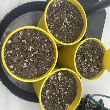 Super Sativa Seed Club - Tester A