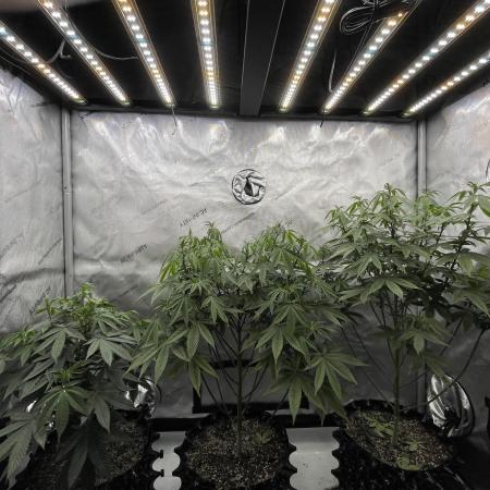 Super Sativa Seed Club - Tester A