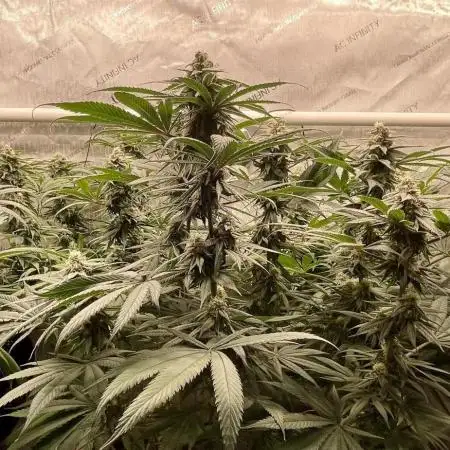 Eternity Grow Cup - Zamnesia Runtz