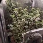 Gta bsf seeds
