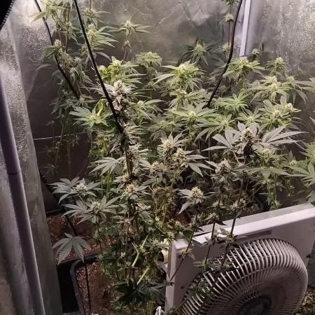 Gta bsf seeds