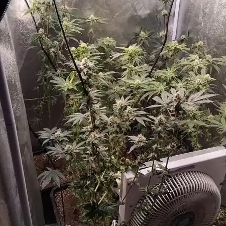 Gta bsf seeds