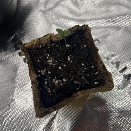 Outdoor lemon cherry cookies