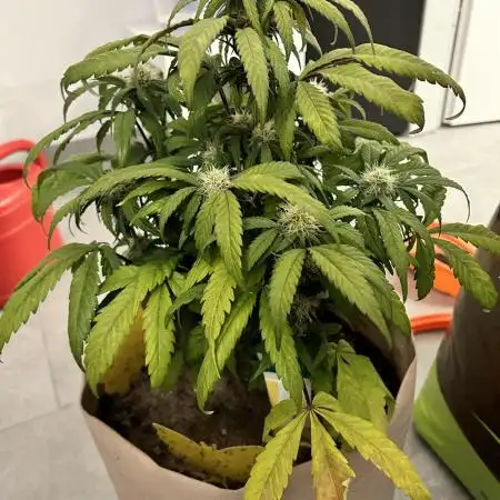Auto Lemon Kix - Dutch Passion