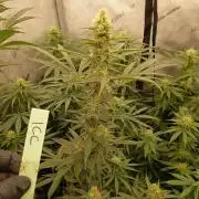 Lets Test some Strains