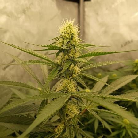 Lets Test some Strains