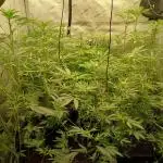 Lets Test some Strains