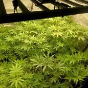 Fullgas vs Exodus Cheese