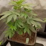 Lets Test some Strains