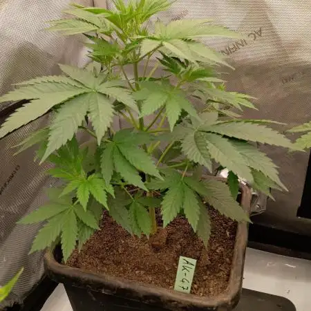 Lets Test some Strains