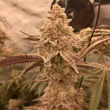 Lets Test some Strains