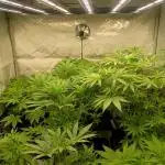 Fullgas vs Exodus Cheese