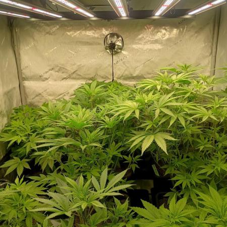 Fullgas vs Exodus Cheese