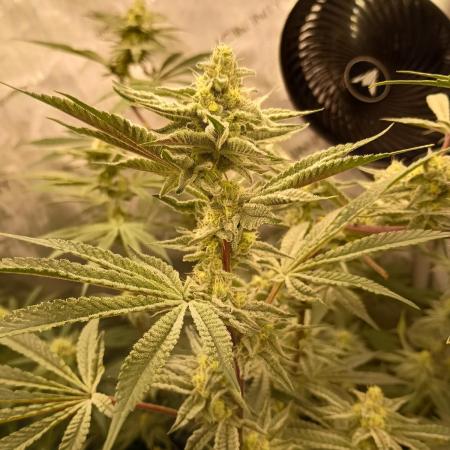 Lets Test some Strains