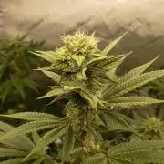 Fullgas vs Exodus Cheese