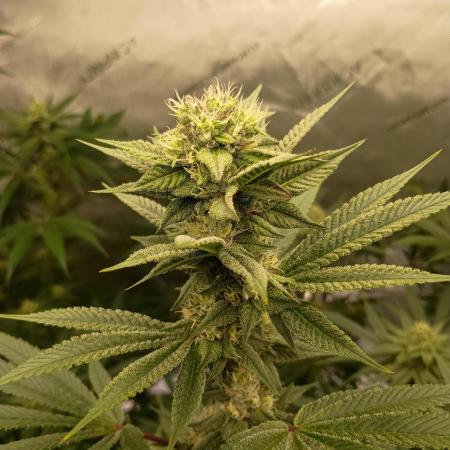 Fullgas vs Exodus Cheese