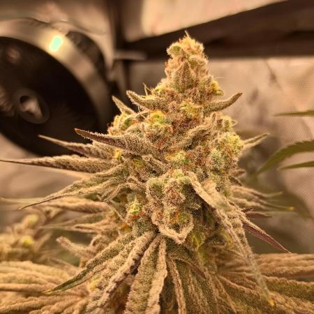 Lets Test some Strains