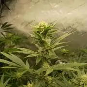 Fullgas vs Exodus Cheese