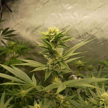 Fullgas vs Exodus Cheese