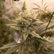 Fullgas vs Exodus Cheese