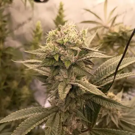 Fullgas vs Exodus Cheese