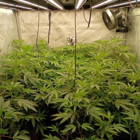 Lets Test some Strains