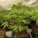 Fullgas vs Exodus Cheese