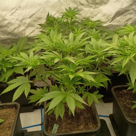 Fullgas vs Exodus Cheese